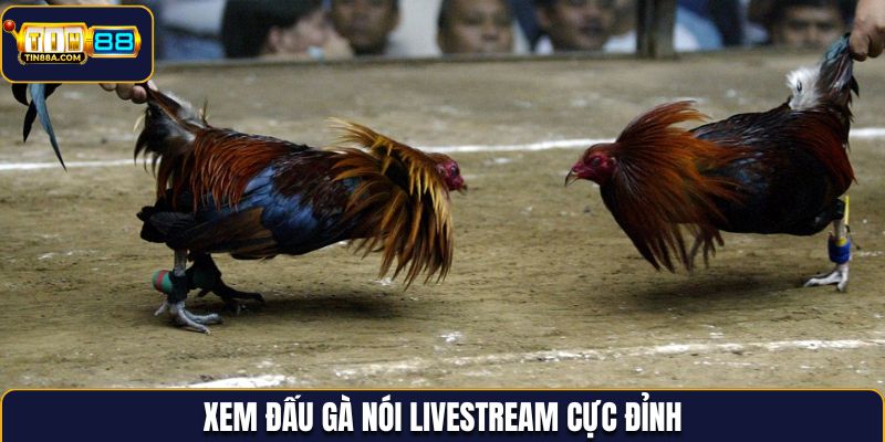 Xem đấu gà nói livestream cực đỉnh