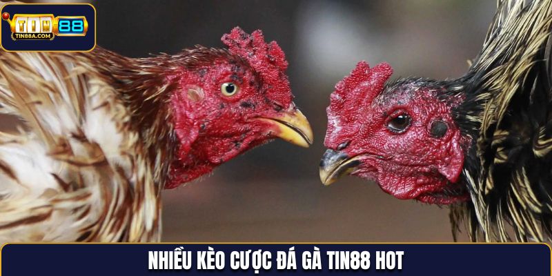 Nhiều kèo cược đá gà Tin88 hot