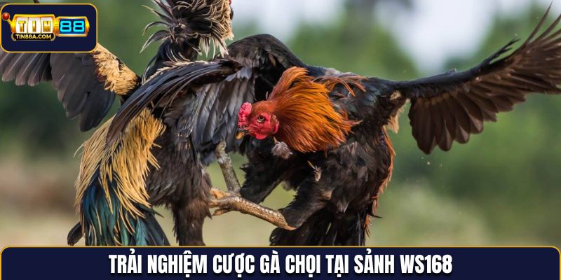 Trải nghiệm cược gà chọi tại sảnh WS168