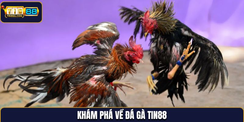 Khám phá về đá gà Tin88
