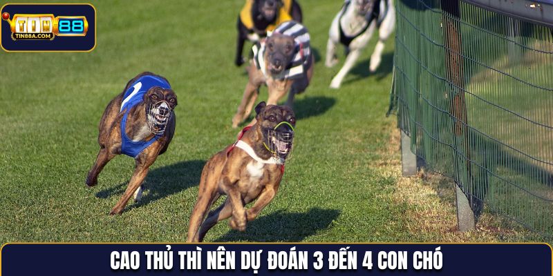 Cao thủ thì nên dự đoán 3 đến 4 con chó