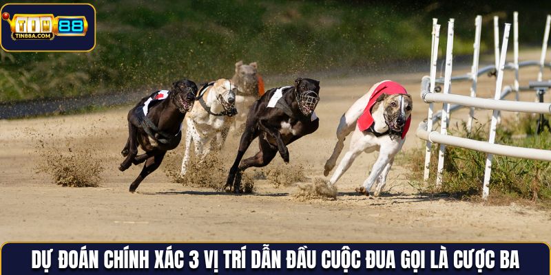 Dự đoán chính xác 3 vị trí dẫn đầu cuộc đua gọi là cược ba