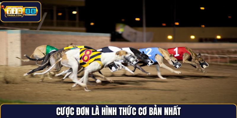 Cược đơn là hình thức cơ bản nhất