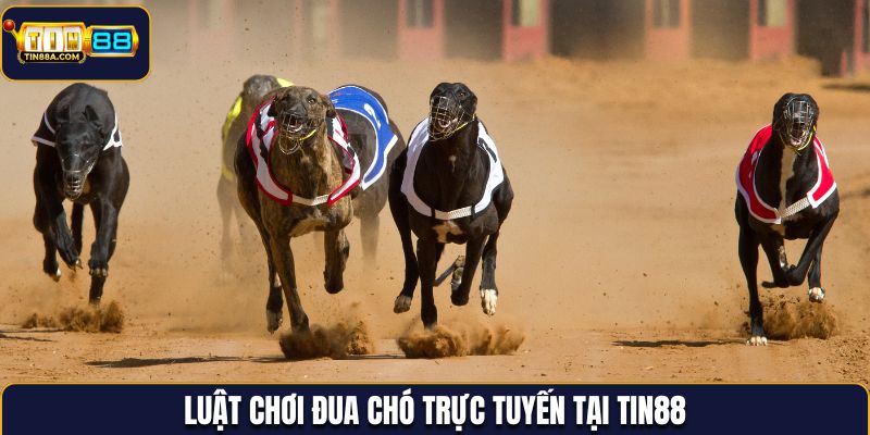 Luật chơi đua chó trực tuyến tại Tin88