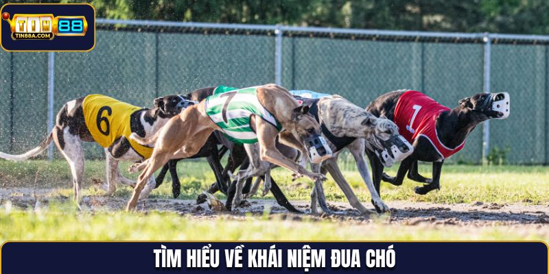 Tìm hiểu về khái niệm đua chó